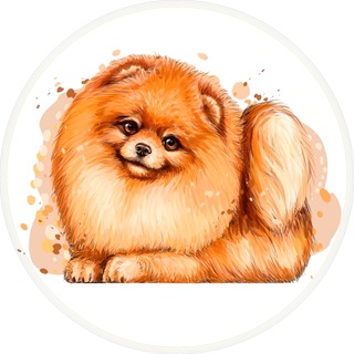 У меня есть Шпиц