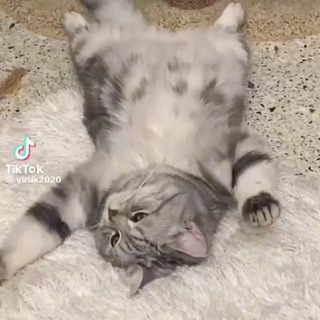 Заработок на Workle pro