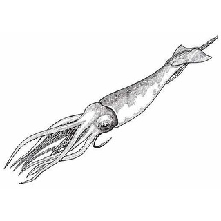 Зі смаком Кальмара