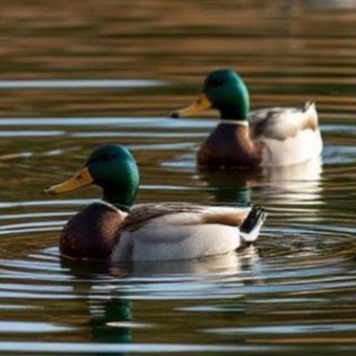 ст.Селезни 📲