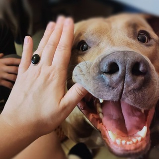 Патрик. Счастливый ПИТОСТАФФ 😁