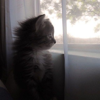 звезды от катаны