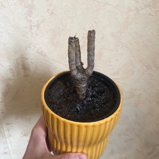 СТАТУС СВОБОДА | ЮРИДИЧЕСКАЯ КОМПАНИЯ