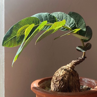 Картошьки и ко 🌝 /каудексные растения