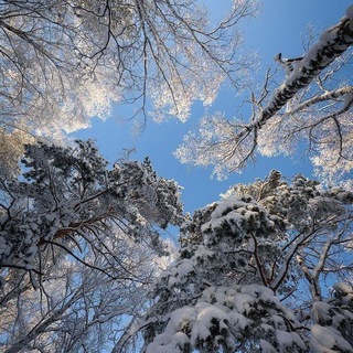 чистка ⪩⪩ квітк𑄜вий сад ᯇ 🍂 !!