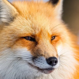 СУБСИДИАРНЫЙ ЛИС | +7 9251199408 | +7 9151256377