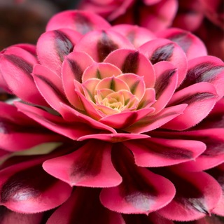 Продажа сукки_Артурны