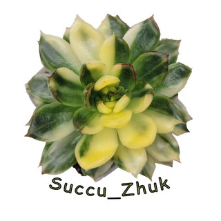 Succu_Zhuk | Суккуленты Жуковский