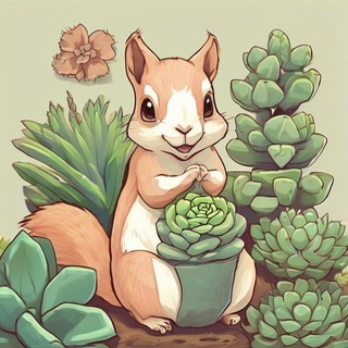 Belkasucculents ❤️🌿