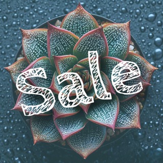 СуккуЛавка_Излишки🌱