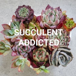 Succulent Addicted Суккуленты