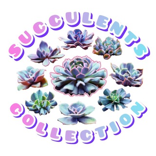 🪴SUCCULENTS COLLECTION🪴 СУККУЛЕНТЫ КРАСНОДАР🪴