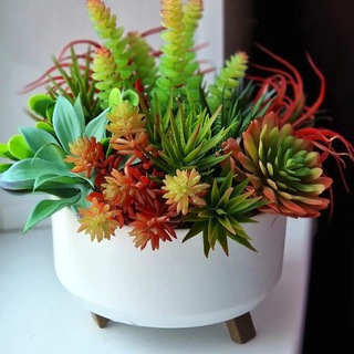 Суккуленты | Советы по уходу🌵