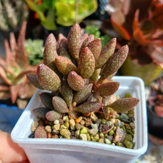 Суккуленты нск