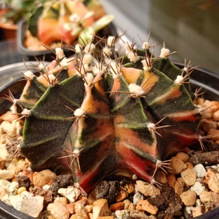 Зелёная Страница🌿🌱