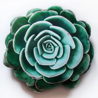 Succulenteria 🪴 СТУДИЯ РАСТЕНИЙ🪴 МСК