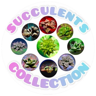𑀝уκκу᧘ᥱнᴛныᥱ ᥙᥴᴛ᧐ρᥙᥙ 🪴SUCCULENTS COLLECTION🪴