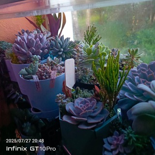 Суккулент твоей души🥵😍