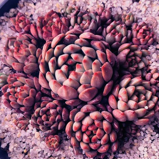 🌿𝚂𝚄𝙲𝙲𝚄𝙼𝙰𝙽𝙸𝙰🌿 суккуленты