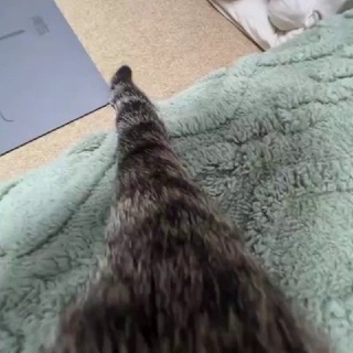 Котятк и мишк