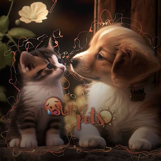 ☀️𝙨𝙪𝙣 𝙥𝙚𝙩𝙨 ˢʰᵃᶰᵉᶫ☀️