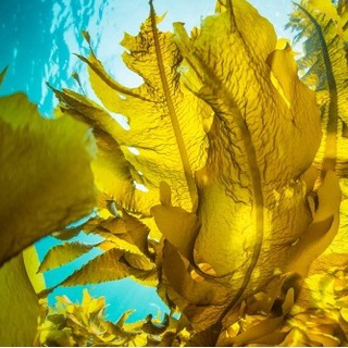 Суперфуд из Моря