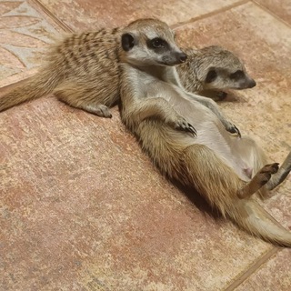 Жизнь домашних сурикатов ❤️ Сурикаты ❤️