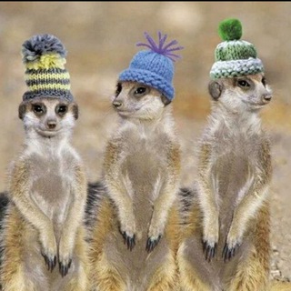 Сурикат шоу