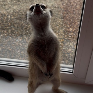 Сурикат -Сура ( он же яж Батя , Дилектор )