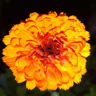 Surrogatnoe_materinstvo2026