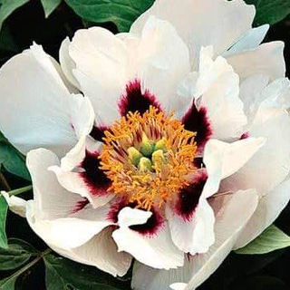 РАСТЕНИЯ СветЛис Старобельск