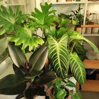 светлота продажная