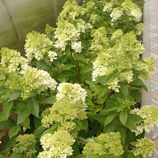 🌹🌍"ЦВЕТОЧНЫЙ МИР"