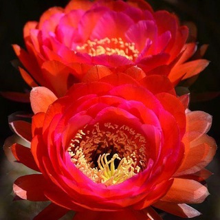 Цветочный дом