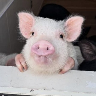 Свиноград | Svinograd