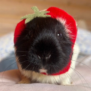 свиномама🍓 • морские свинки