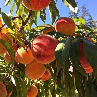 Everything is peachy