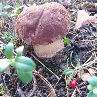 Съедобные грибы во всех их проявлениях