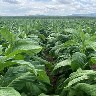 Табаководство | Выращивание табака