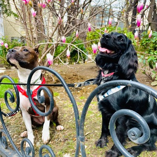 Tail talks 🐕 Зоопсихология