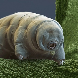 BES [Biology/Education/Sport]