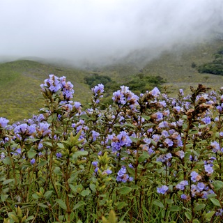 Тамильская поэзия