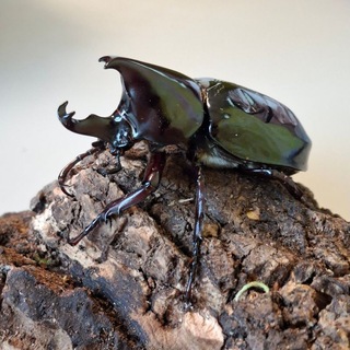 Жучий барон