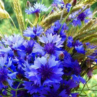 Тароинформбюро