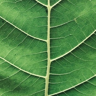 Путь листа и магии🌿