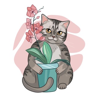 Орхидеи Донецк Комнатные цветы