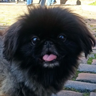 Мистер Тай Фун 🐾