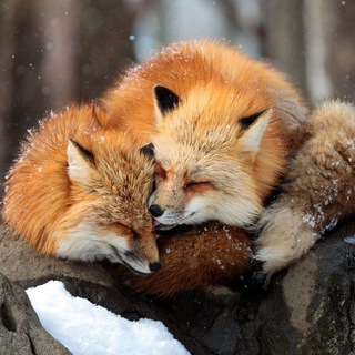 Любовь из чашки чая