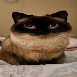 телеграмнутый канал #freeдуров