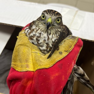 Тенхи и её птицы